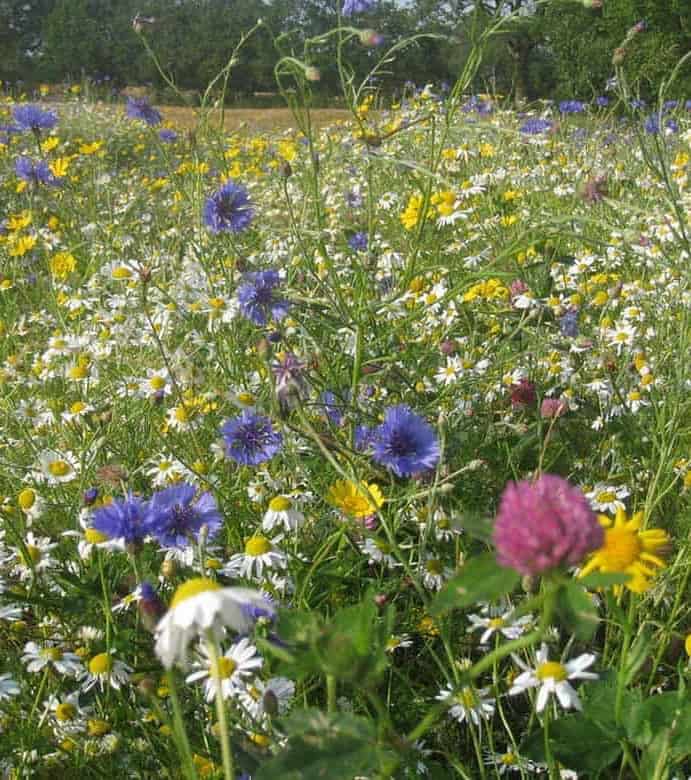 Species rich wildflower
