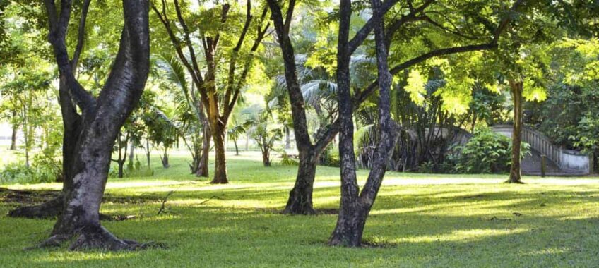shaded-grass
