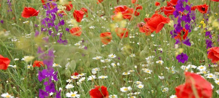wildflowers