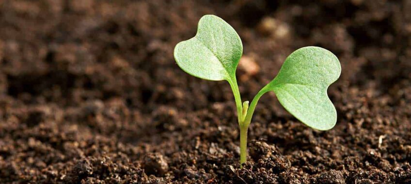 sowing-seed