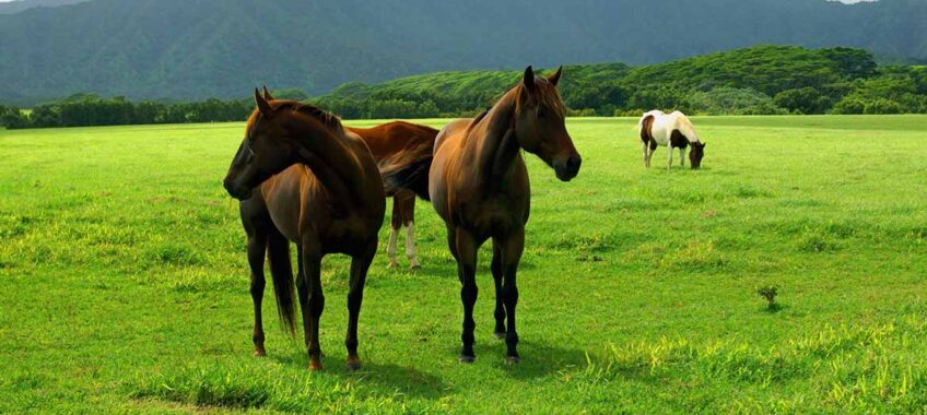 paddock maintenance