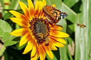 Wildflower Seeds For Bees And Butterflies