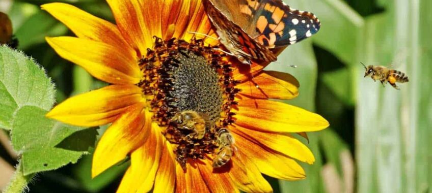 wildflower seeds for bees and butterflies
